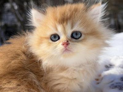 Amelie Golden Longhair From Champion